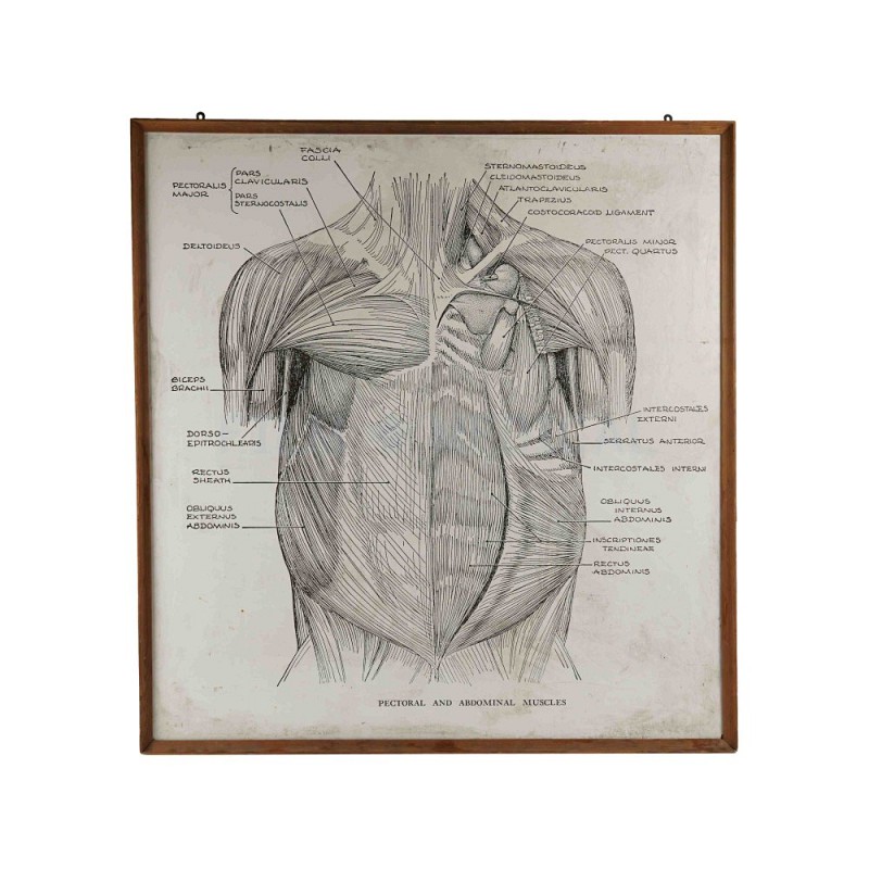 Primate Diagram